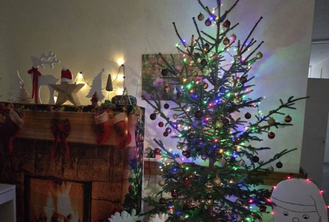 Choinki od Nadleśnictwa Wolsztyn