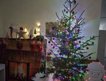 Choinki od Nadleśnictwa Wolsztyn